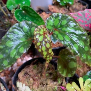 Buy Begonia chlorosticta green form online store