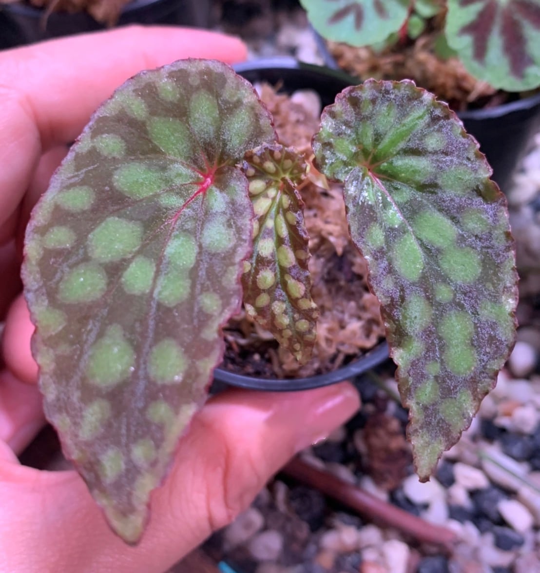 Begonia chlorosticta green form wholesale