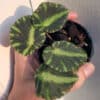 Buy Begonia cleopatrae in online store
