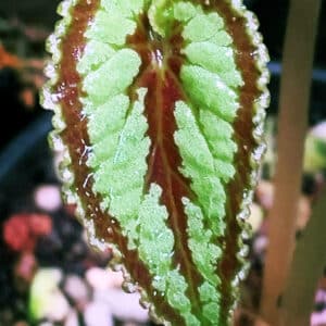 Begonia dinhdui for sale