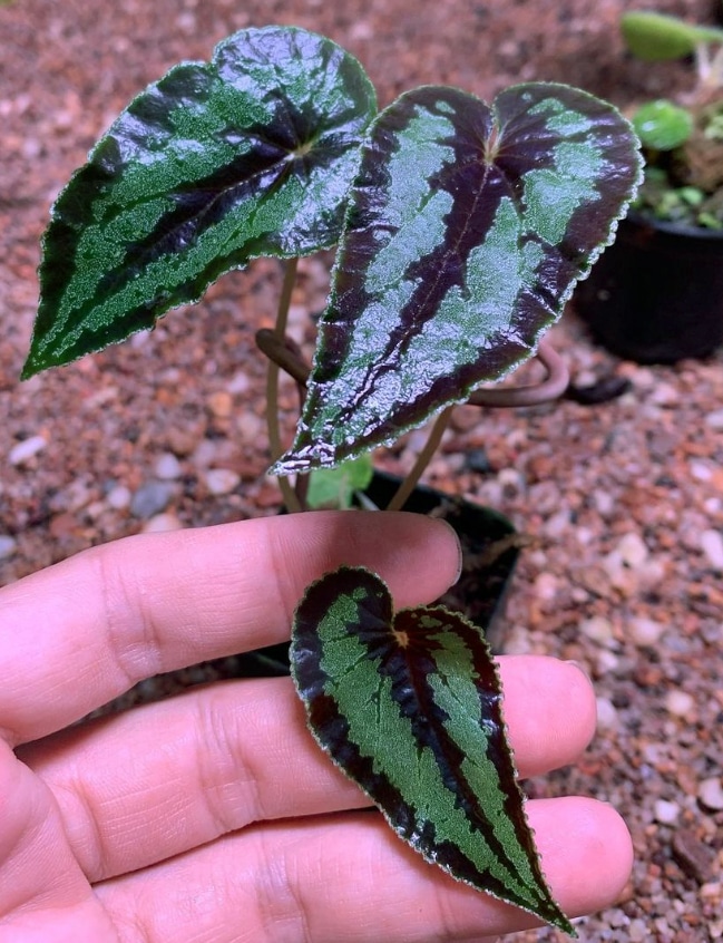 Buy Begonia dinhdui in online store