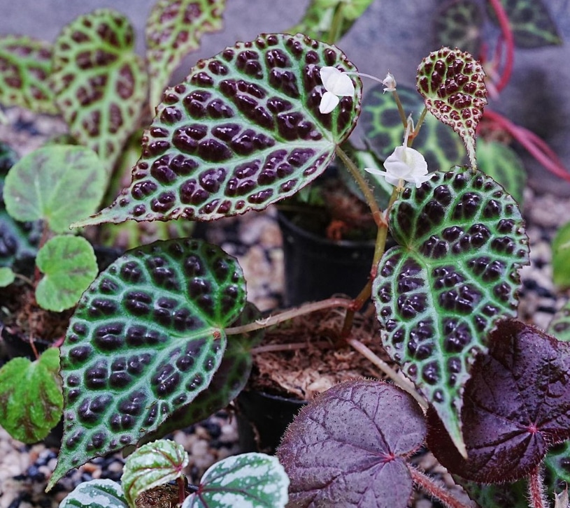 Begonia dracopelta for sale