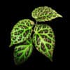 Buy Begonia dracopelta in online store