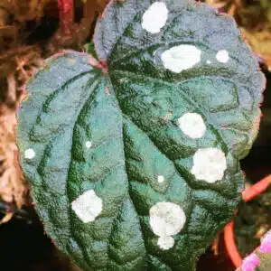 Buy Begonia erectocarpa online