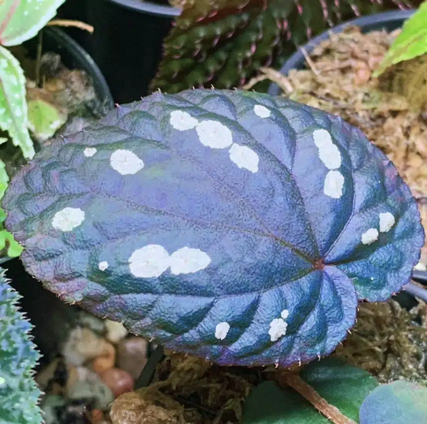 Begonia erectocarpa wholesale