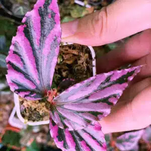Begonia julau (Butterfly Begonia)