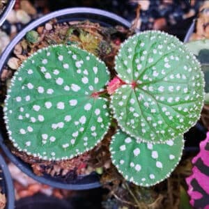 Buy Begonia ocellata online