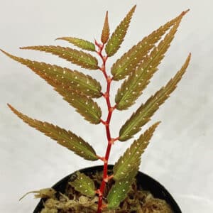 Buy Begonia pteridiformis online