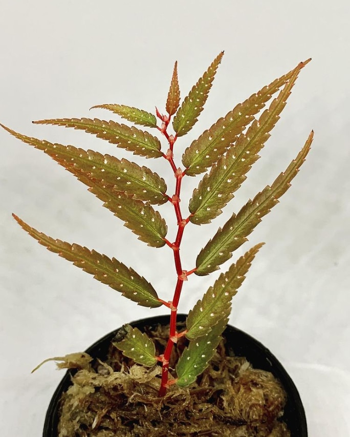 Buy Begonia pteridiformis online