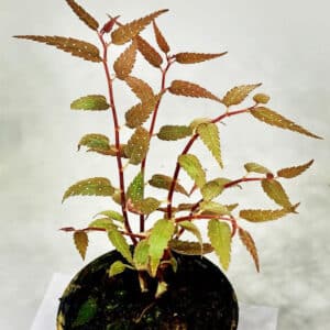 Fern Begonia pteridiformis