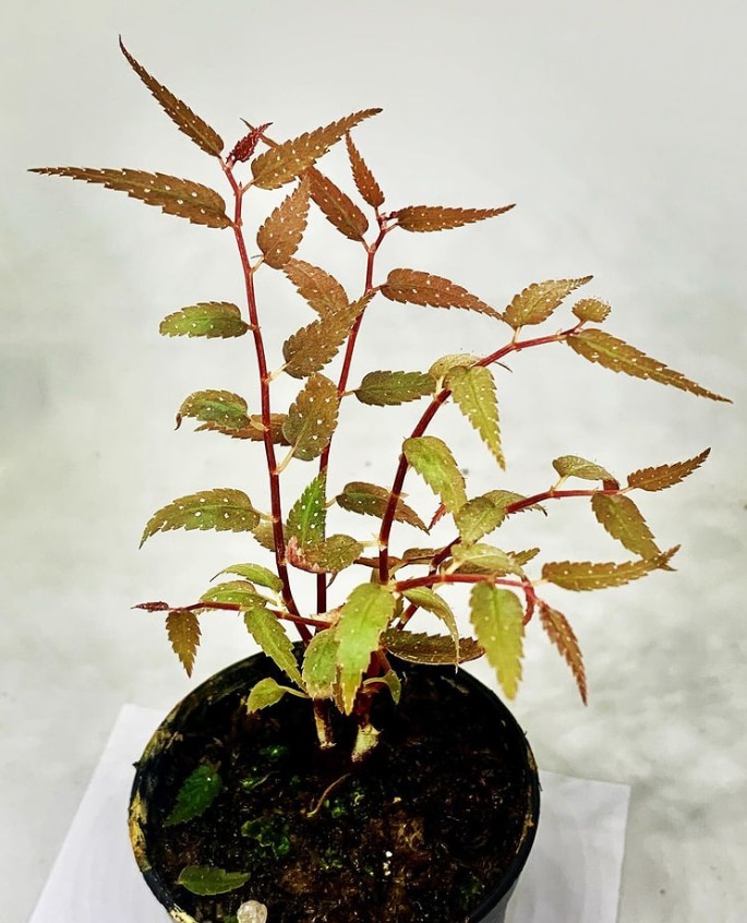 Fern Begonia pteridiformis