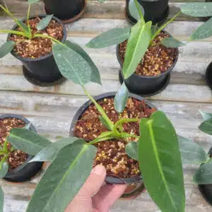 Buy Philodendron spiritus-sancti in oonline store