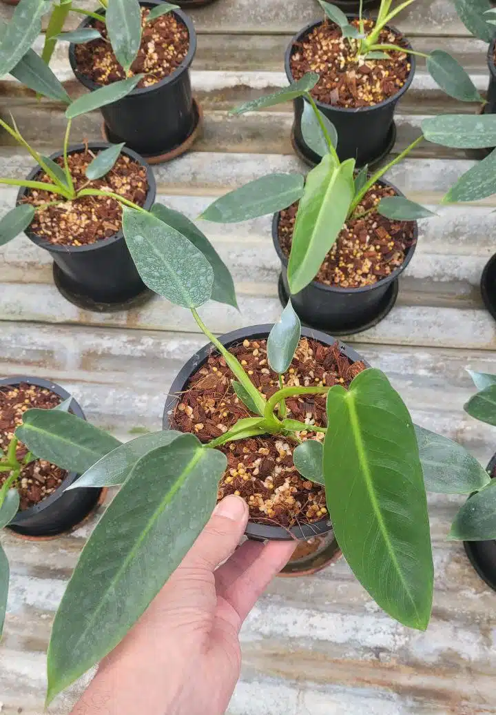 Buy Philodendron spiritus-sancti in oonline store