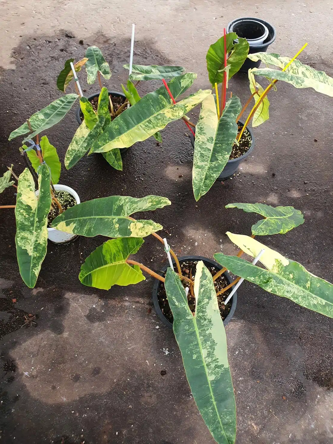 Variegated Philodendron billietiae for sale