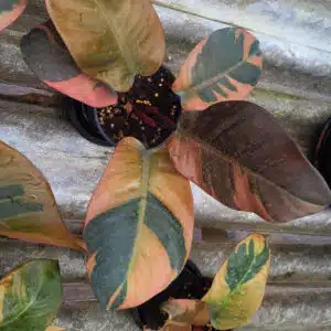 Buy Philodendron 'Black Cardinal' variegated in online store