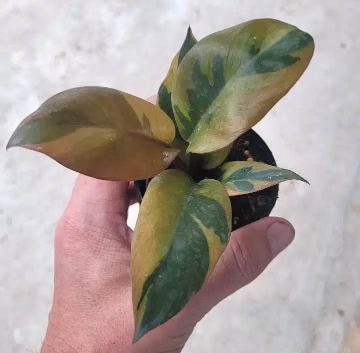 Philodendron 'Black Cardinal' variegated for sale