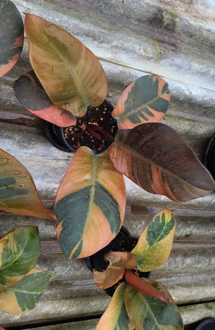 Buy Philodendron 'Black Cardinal' variegated in online store