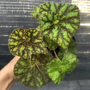 Buy Begonia Curly Lion in online store