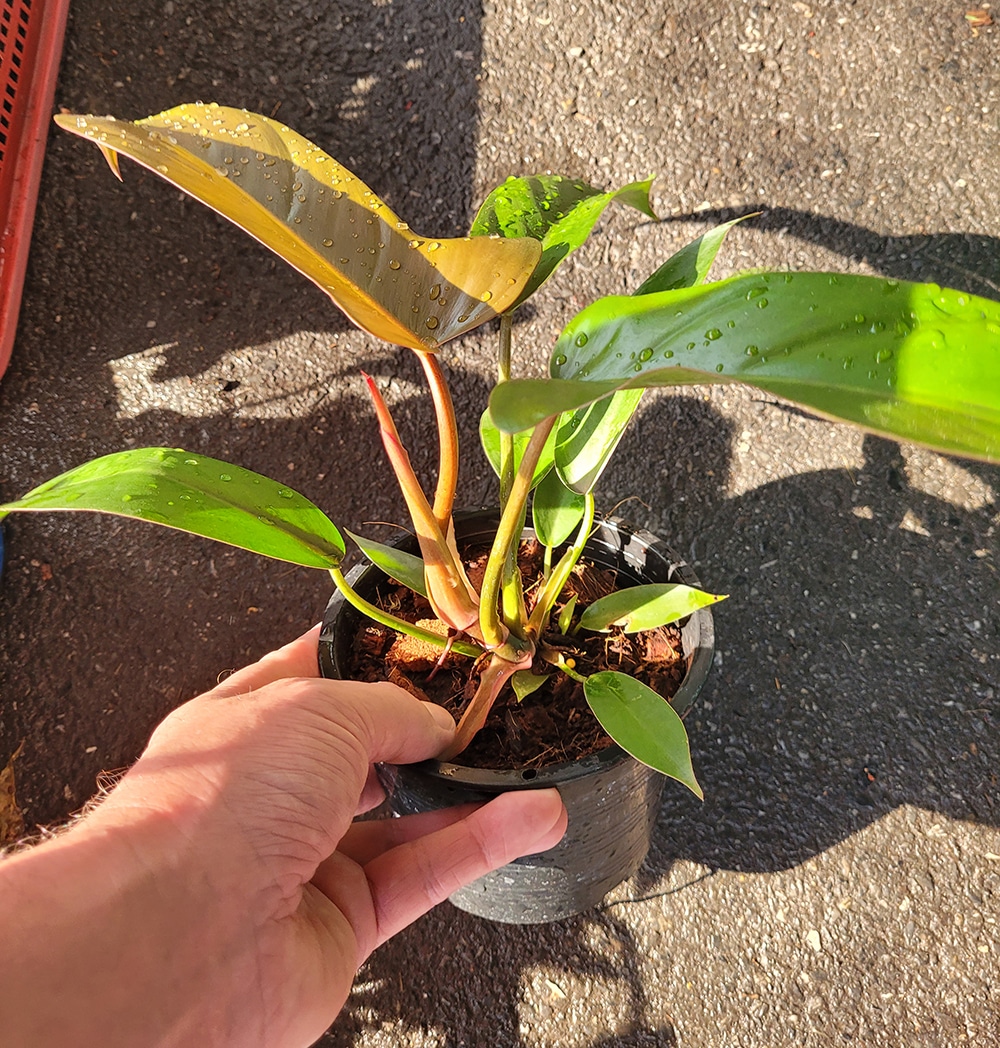 Philodendron 'Florida Bronze' for sale