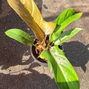 Buy Philodendron 'Florida Bronze' in online store
