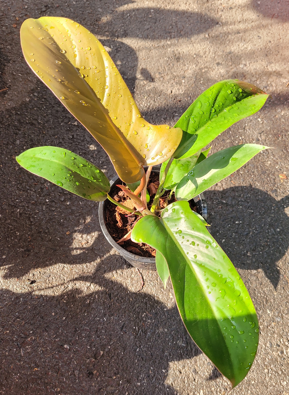 Buy Philodendron 'Florida Bronze' in online store