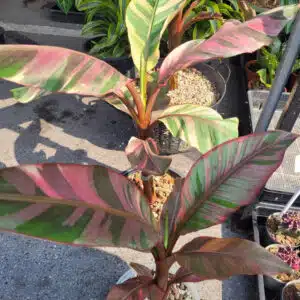 Musa 'Nono' pink variegated banana in online store