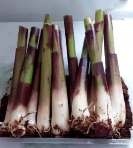 Rhizomes of Musa Nono for sale