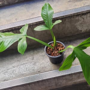 Philodendron applanatum for sale