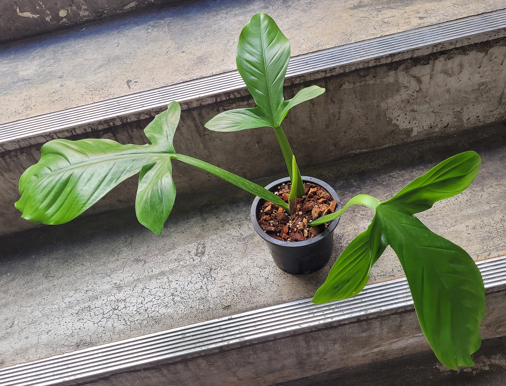 Philodendron applanatum for sale