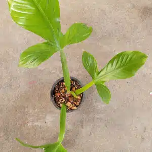 Buy Philodendron applanatum in online store