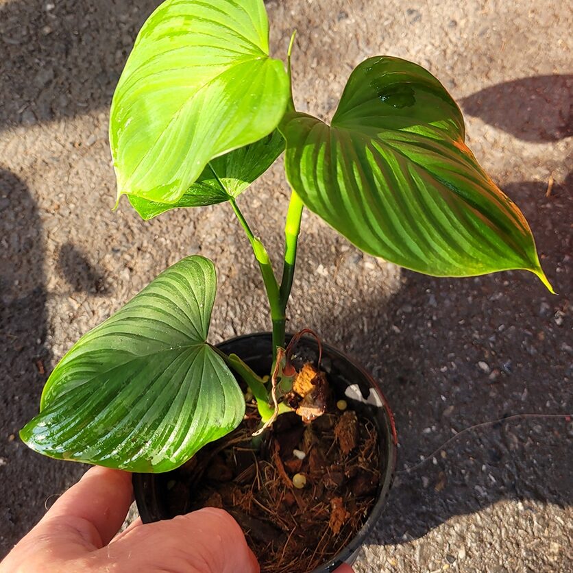 Rare Philodendron Plants Online Shop - Tropics @Home