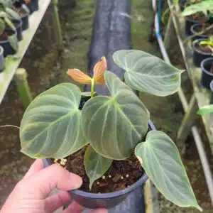 Buy Philodendron rubrijuvenile El Choco Red in online store