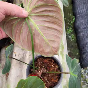 Philodendron rubrijuvenile El Choco Red for sale