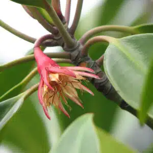 Bruguiera gymnorhiza mangrove flowering