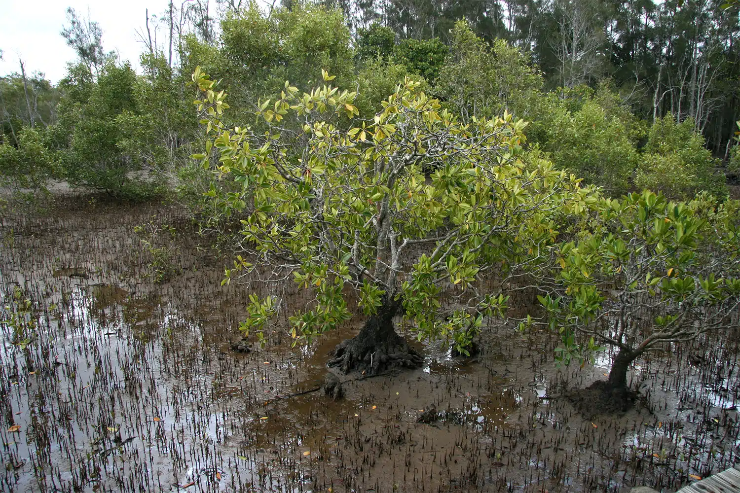 Bruguiera gymnorhiza mangrove in habitat