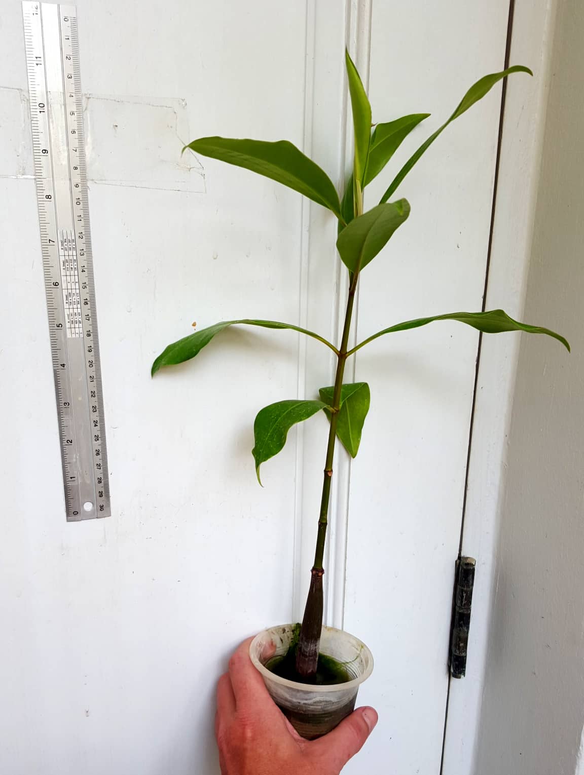 Buy Bruguiera gymnorhiza mangrove seedlings in online store