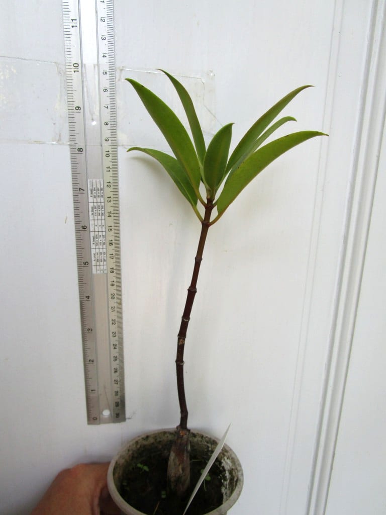 Bruguiera gymnorhiza mangrove seedlings for sale