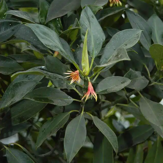Bruguiera gymnorhiza mangrove tree