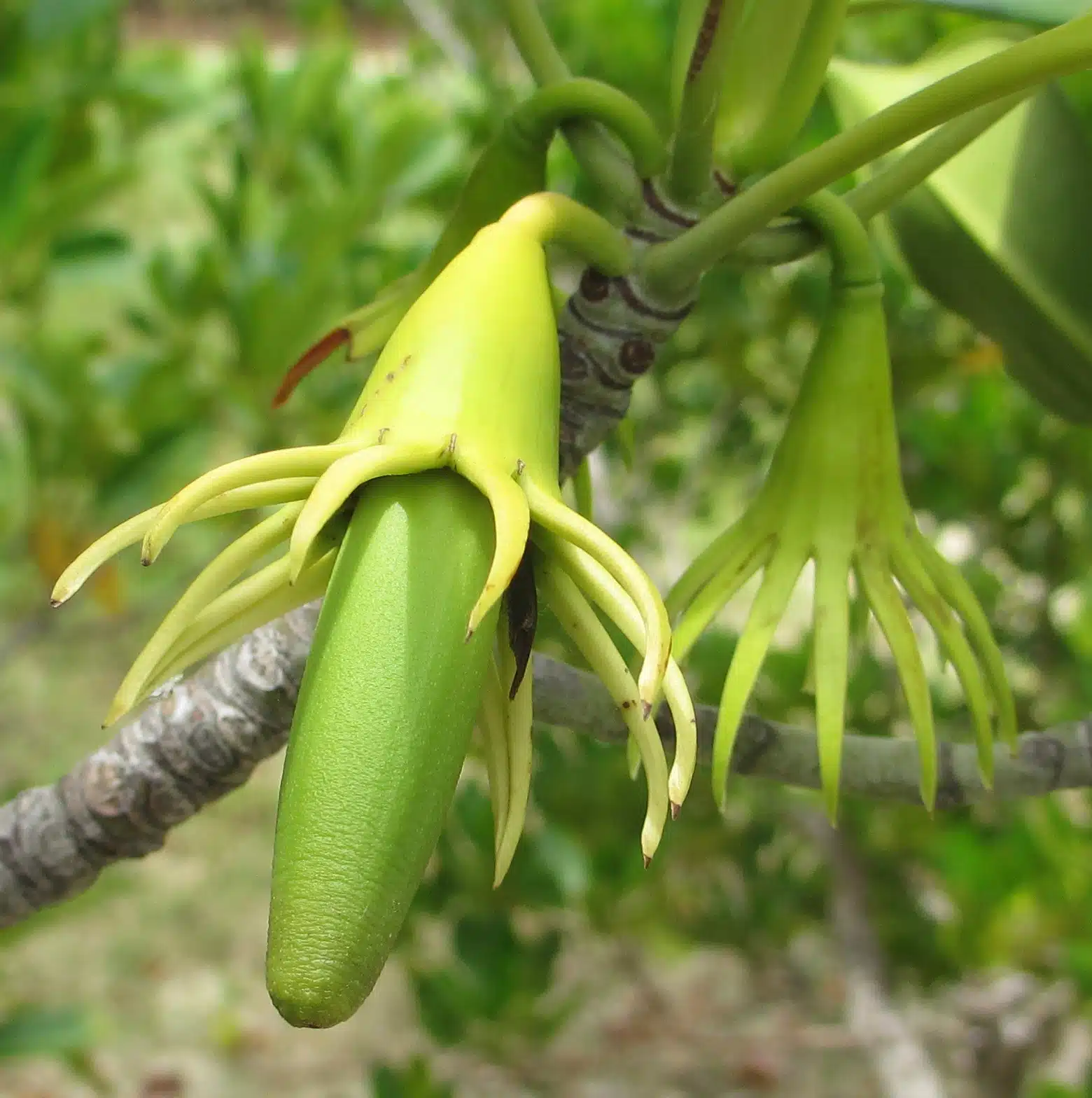 Bruguiera gymnorhiza mangrove tree propagulis