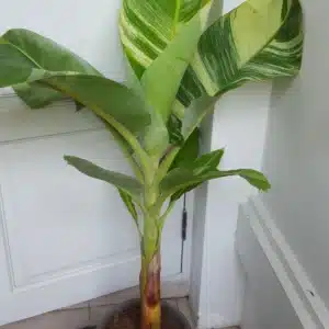 その他観葉植物 Musa Wah Kom Mint Musa 'Nam Wa Kum Mint' variegated banana - Tropics @Home