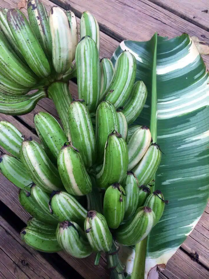 Buy white variegated banana Musa Aeae in online store