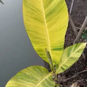 Musa acuminata 'Papua' yellow variegated banana