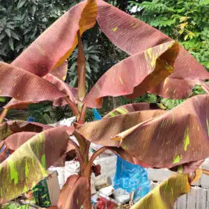 Musa Red banana plants buy in online shop
