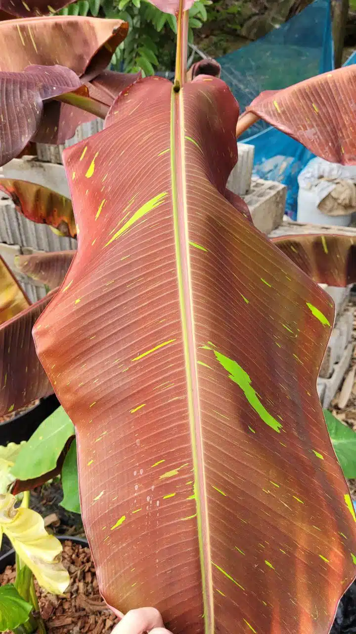 Musa Red Banana leaf