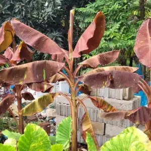Musa Red banana plant available to buy in online store