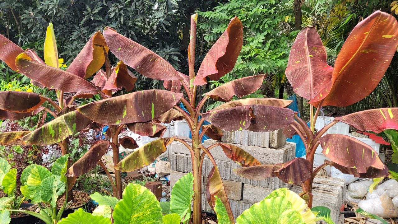 Musa Red banana plant available to buy in online store