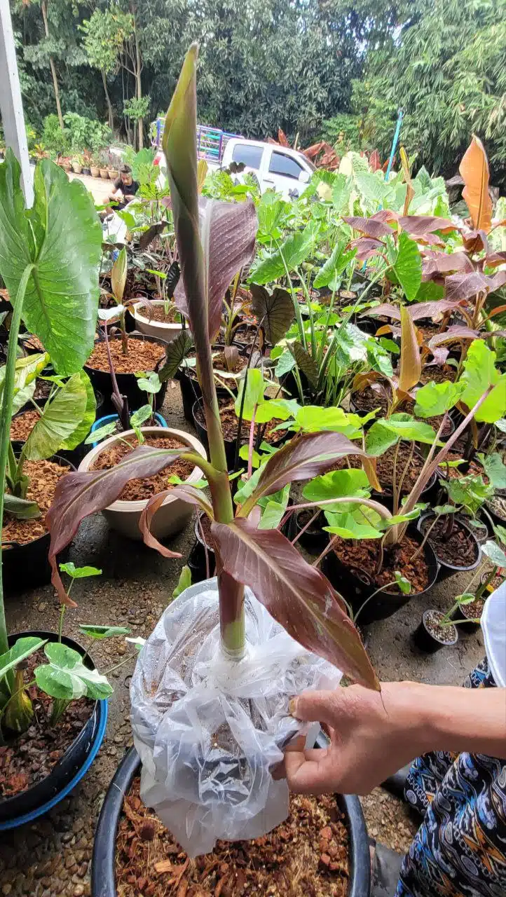 Musa Red banana plant for sale