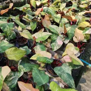 Variegated Philodendron Strawberry Shake for sale online store
