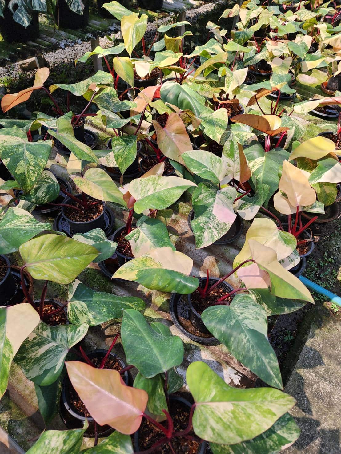 Variegated Philodendron Strawberry Shake for sale online store