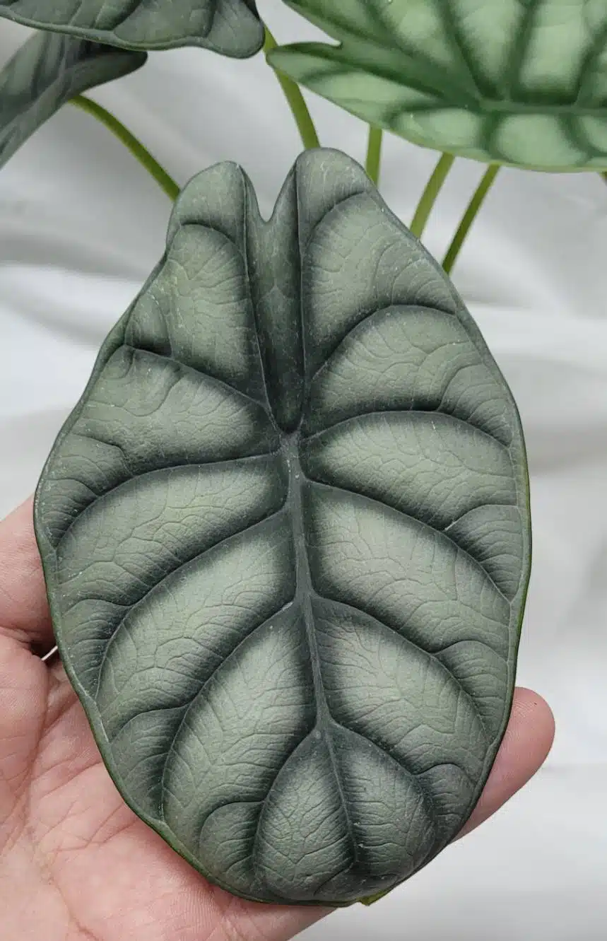 Alocasia 'Silver Dragon' leaf closeup